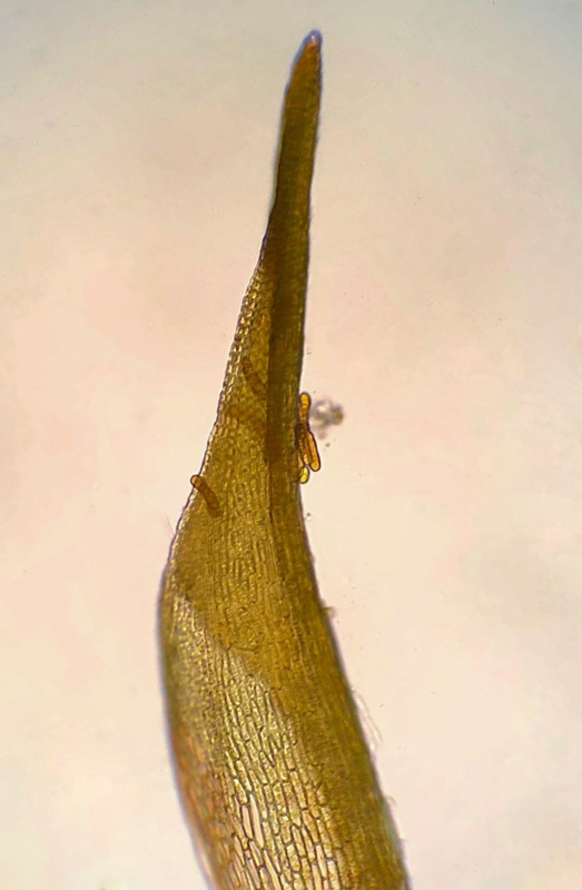 Seligeria diversifolia